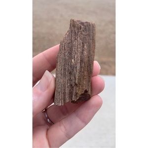 Colorful New Mexico Petrified Wood • Ancient Petrified Wood • NM Petrified Wood